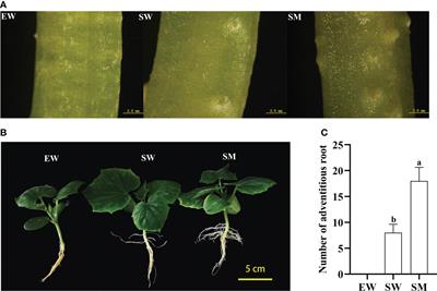 Transcriptome and hormone Analyses reveal that melatonin promotes adventitious rooting in shaded cucumber hypocotyls